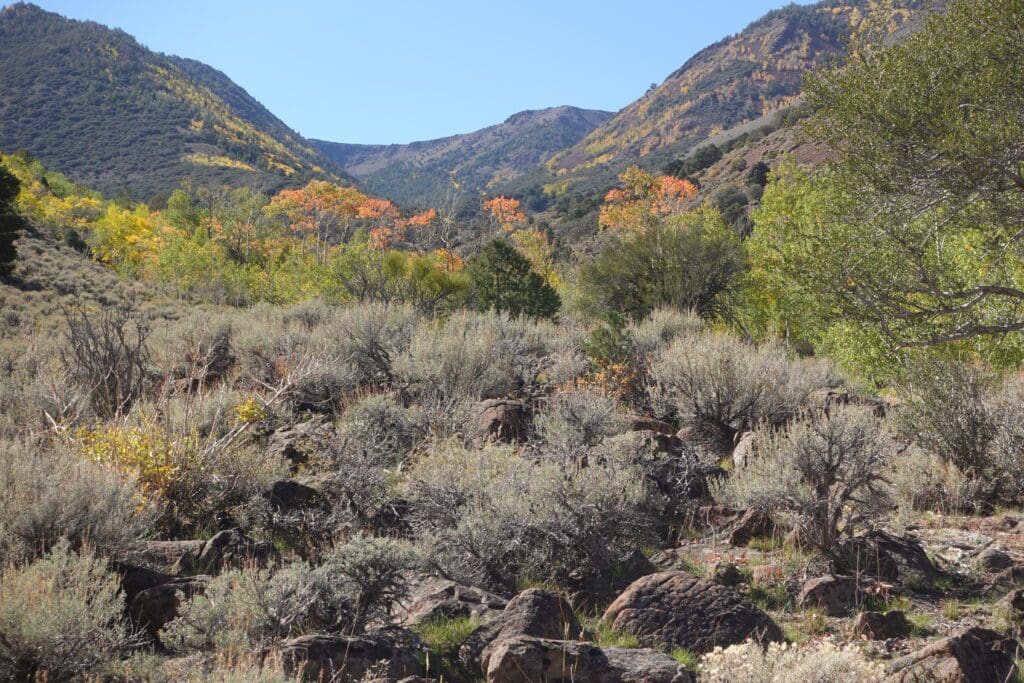 Fall Color on Mount Jefferson Trail